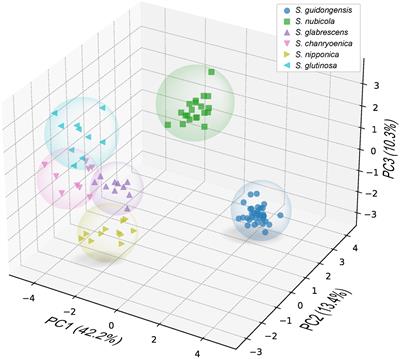 Salvia guidongensis sp. nov.: unraveling a critical evolutionary link in East Asian Salvia from Central China integrating morphology, phylogeny, and plastid genomics